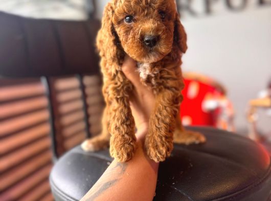 Herkesin Hayali Toy Poodle Bebekler görsel