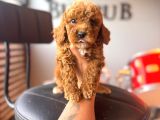 Herkesin Hayali Toy Poodle Bebekler