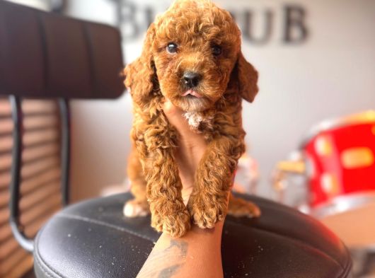 Herkesin Hayali Toy Poodle Bebekler görsel