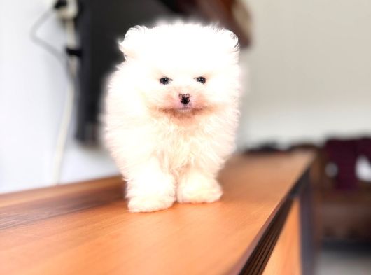 Safkan Pomeranian Boo Karakterine Bayılacaksınız görsel