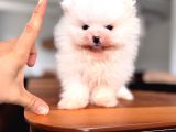 Safkan Pomeranian Boo Karakterine Bayılacaksınız