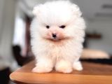 Safkan Pomeranian Boo Karakterine Bayılacaksınız