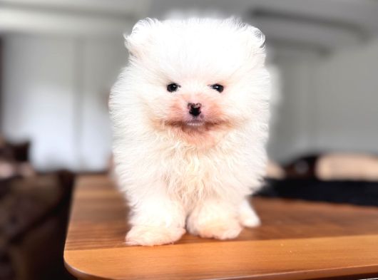 Safkan Pomeranian Boo Karakterine Bayılacaksınız görsel