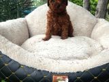 Toy Poodle Yavrularımız