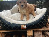 Toy Poodle Yavrularımız