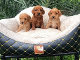 Malti̇poo