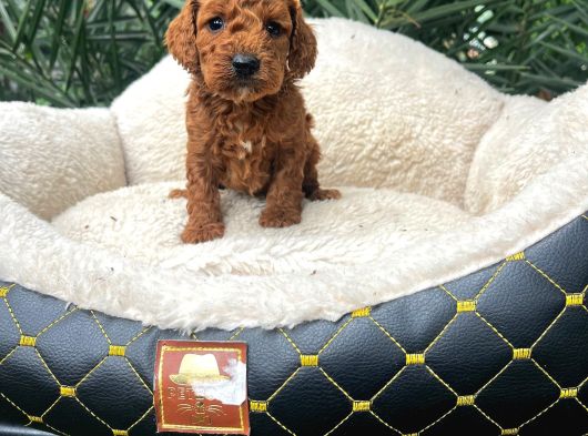 Malti̇poo görsel