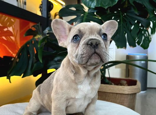 EGZOTİK FRENCH BULLDOG YAVRULARIM HARİKA RENKLER VE ANATOMİ