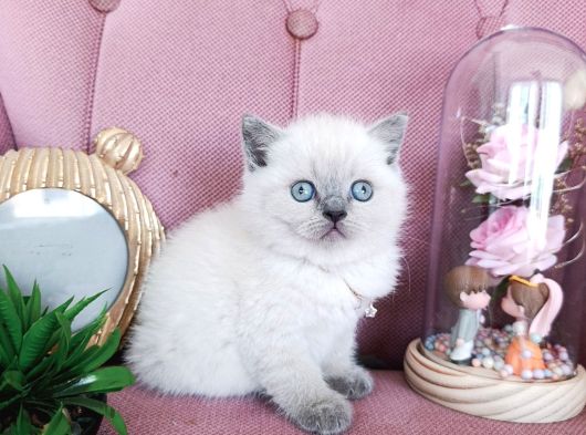Pamuk Bebekler