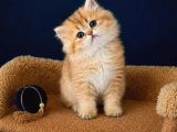 British Shorthair Golden Ve Golden Point Yavrular
