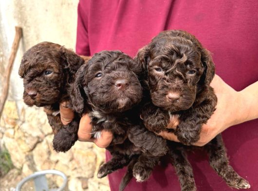 Oyuncu Ve Uysal Maltipoo Yavrularımıza Yuva Arıyoruz görsel