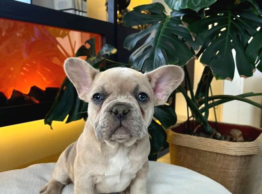 Egzoti̇k French Bulldog Yavrularim Hari̇ka Renkler Ve Anatomi̇ görsel