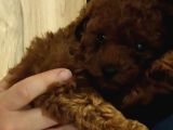 Irk Ve Kilo Garantili Poodle Minnoşlar