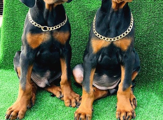 Safkan A Kalite King Doberman Yavrular görsel