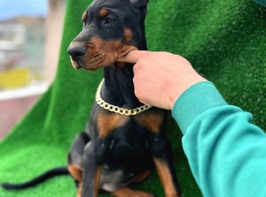 Safkan A kalite king doberman yavrular