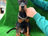Safkan A Kalite King Doberman Yavrular