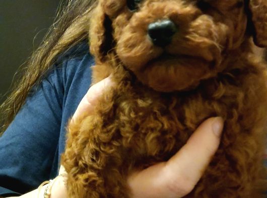 Irk Ve Kilo Garantili Poodle Minnoşlar görsel
