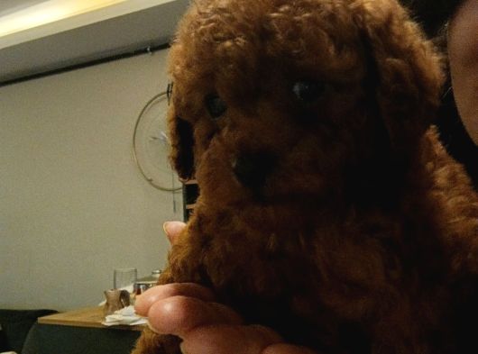Irk Ve Kilo Garantili Poodle Minnoşlar görsel