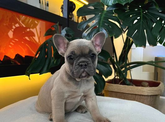 Egzoti̇k French Bulldog Yavrularim Hari̇ka Renkler Ve Anatomi̇ görsel