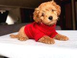 Maltipoo kardeşler