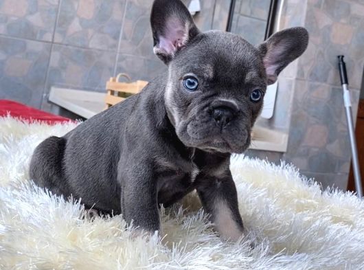 Egzoti̇k Blue French Bulldog Yavrularim Rezerveye Açik görsel