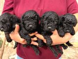 Oyuncu Ve Uysal Maltipoo Yavrularımıza Yuva Arıyoruz