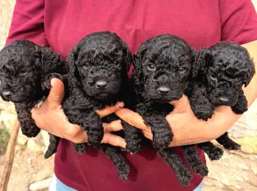 Oyuncu Ve Uysal Maltipoo Yavrularımıza Yuva Arıyoruz görsel