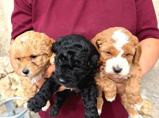 Oyuncu ve Uysal Maltipoo Yavrularımıza Yuva Arıyoruz