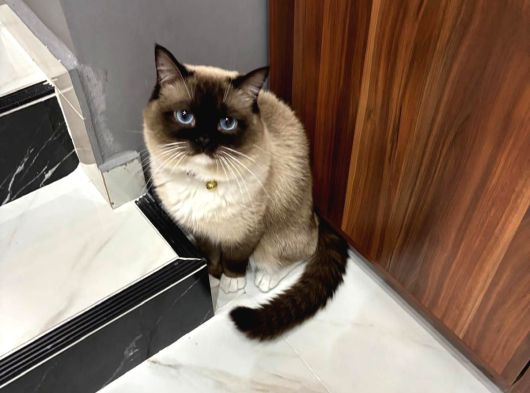 Ragdoll Yavrularimiz Yeni̇ Yuvalarini Ariyor görsel