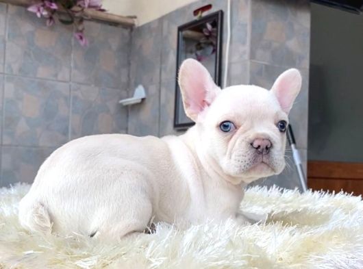 Egzoti̇k Blue French Bulldog Yavrularim Rezerveye Açik görsel