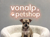 Vonalp Pet Garantisiyle Efsane Güzelli̇kte Chihuaha Yavrular