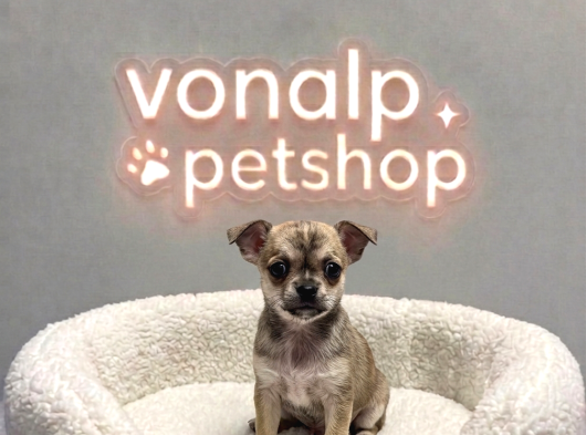 Vonalp Pet Garantisiyle Efsane Güzelli̇kte Chihuaha Yavrular görsel