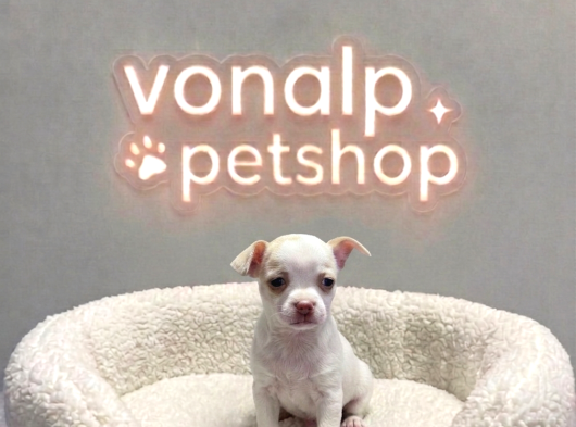 Vonalp Pet Garantisiyle Efsane Güzelli̇kte Chihuaha Yavrular görsel