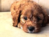 Mini Boy Maltipoo Yavrular  Bebek Surat Özel Irk