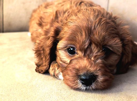 Mini Boy Maltipoo Yavrular  Bebek Surat Özel Irk görsel