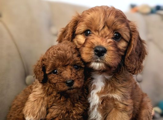 Mini Boy Maltipoo Yavrular  Bebek Surat Özel Irk