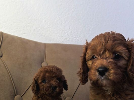 Mini Boy Maltipoo Yavrular  Bebek Surat Özel Irk görsel