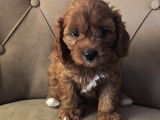 Mini Boy Maltipoo Yavrular  Bebek Surat Özel Irk