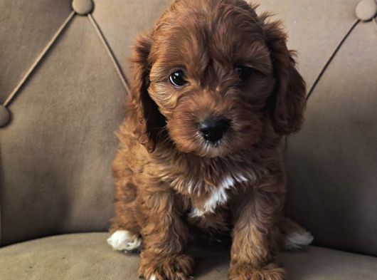 Mini Boy Maltipoo Yavrular  Bebek Surat Özel Irk görsel