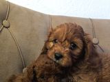 Mini Boy Maltipoo Yavrular  Bebek Surat Özel Irk