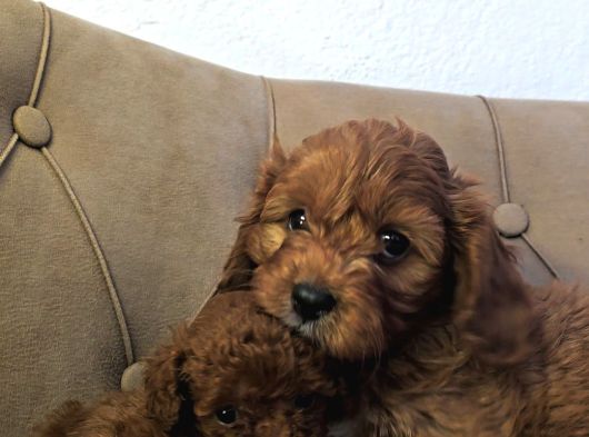 Mini Boy Maltipoo Yavrular  Bebek Surat Özel Irk görsel