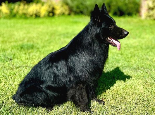 Siyah Alman Çoban Köpeği Yavrularımız görsel