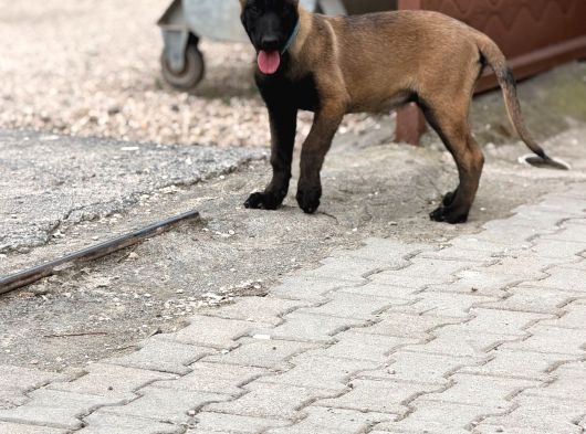 A Kalite Belçika Malinois görsel