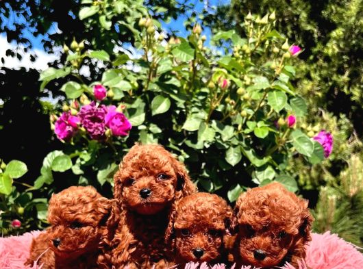 Eğitimli Kore Teacup Poodle Yavrular görsel