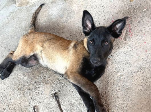 A Kalite Belçika Malinois