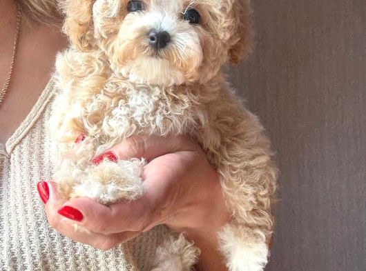Tuvalet Eğitimli Kore Maltipoo Yavrular görsel
