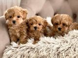 Veteri̇ner Kli̇ni̇ği̇nde Tesli̇m Malti̇poo Bebekler