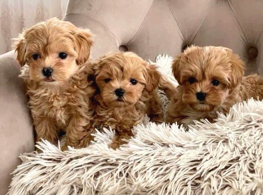 Veteri̇ner Kli̇ni̇ği̇nde Tesli̇m Malti̇poo Bebekler görsel