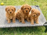 Veteri̇ner Kli̇ni̇ği̇nde Tesli̇m Malti̇poo Bebekler