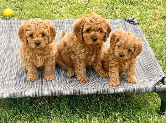 Veteri̇ner Kli̇ni̇ği̇nde Tesli̇m Malti̇poo Bebekler görsel